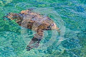 Endangered Hawaiian Green Sea Turtle swimming in the Pacific Ocean