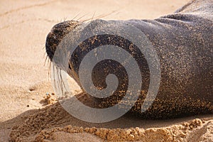 Endangered Hawaiian Monk Seal Lifts Its Head off the Sand at Poipu Beach in Kauai