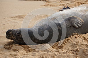 Endangered Hawaiian Monk Seal Lifts Its Head off the Sand at Poipu Beach in Kauai