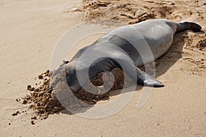 Endangered Hawaiian Monk Seal Resting in the Sand at Poipu Beach in Kauai