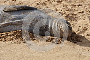 Endangered Hawaiian Monk Seal Resting in the Sand at Poipu Beach in Kauai