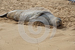 Endangered Hawaiian Monk Seal Resting in the Sand at Poipu Beach in Kauai