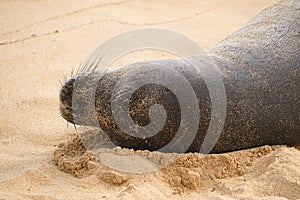 Endangered Hawaiian Monk Seal Resting in the Sand at Poipu Beach in Kauai