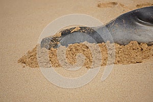 Endangered Hawaiian Monk Seal Resting in the Sand at Poipu Beach in Kauai