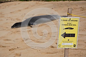 Endangered Hawaiian Monk Seal rests on Poipu Beach in Kauai behind a sign and rope to keep people at a distance.