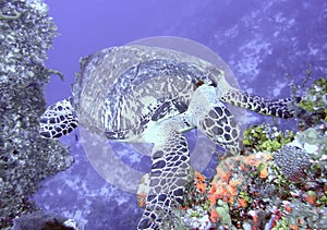 An Endangered Hawksbill Sea Turtle Chows Down on Sponge