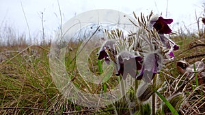 Endangered herbaceous plant, Eastern pasqueflower, cutleaf anemone Pulsatilla patens, Red Book of Ukraine