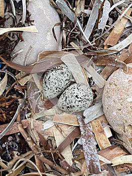 Endangered Hooded Plover eggs