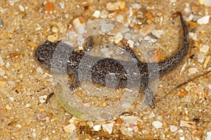 The endangered Hynobius tokyoensis salamander on the wet ground