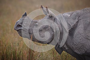 Endangered indian rhinoceros in the nature habitat