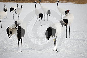 Endangered Japanese red-crowned cranes bird, Hokkaido, Japan