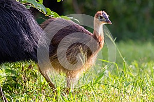 Endangered juvenile Southern Cassowary (Casuarius casuarius johnsonii