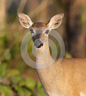 Endangered Key Deer