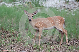 Endangered Key Deer Fawn