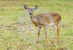Endangered Key Deer in the Florida Keys