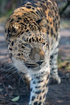 Endangered leopard Leopard Panthera pardus with blue-ish eyes