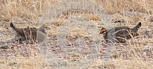 Endangered Lesser Prairie-Chickens on the New Mexico Prairie
