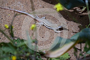 An endangered lizard native to middle east