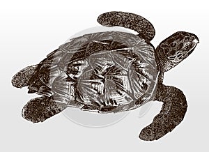 Endangered loggerhead sea turtle, caretta in top view