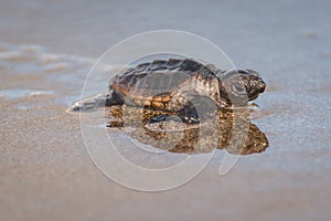 An endangered Loggerhead turtle hatchling