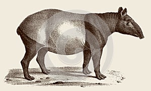 Endangered Malayan tapir tapirus indicus