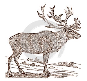 Endangered male boreal woodland caribou or reindeer rangifer tarandus caribou in side view, standing in a landscape