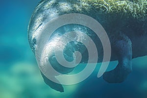 Endangered Manatee Underwater Spring