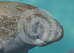 Endangered Manatee Underwater Spring Side