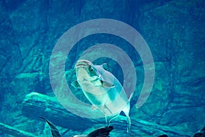 An endangered mekong giant catfish Pangasianodon gigas while swimming on a blue water aquarium