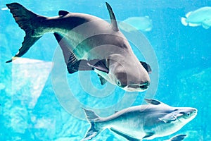 An endangered mekong giant catfish Pangasianodon gigas while swimming on a blue water aquarium