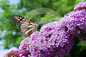 Endangered Monarch Butterfly feeding on a butterfly bush.