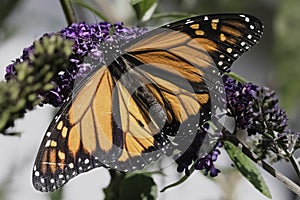 An endangered Monarch Butterfly (Danaus plexippus) feeding on purple butterfly bush flowers.
