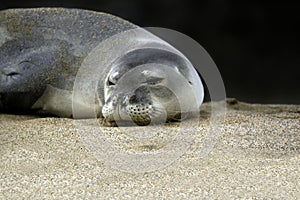 Endangered Monk Seal photo