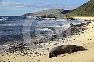 Endangered Monk Seal, Oahu Hawaii photo