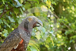 New Zealand Kaka Parrot With Blurred Background