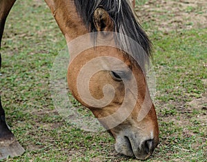 Endangered Ojibwe Horse or Lac La Croix Indian Pony. Face headshot photo