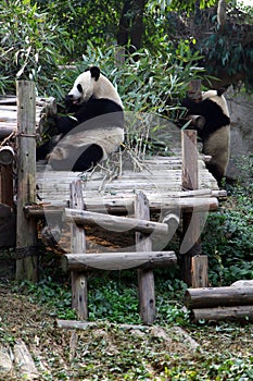 Endangered panda eating bamboo