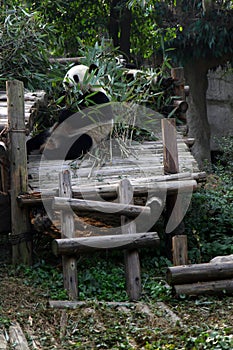 Endangered panda eating bamboo