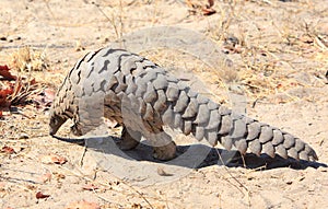 Endangered Pangolin walking across the dry dusty ground in Hwamnge National Park photo