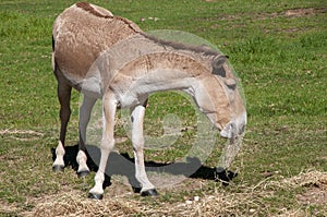 Endangered persian onager eating hay