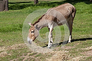 An endangered persian onager eating hay in field.