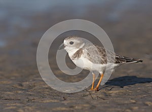Endangered Piping Plover