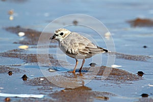 Endangered Piping Plover (Charadrius melodus)