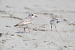 Endangered Piping Plover (Charadrius melodus)