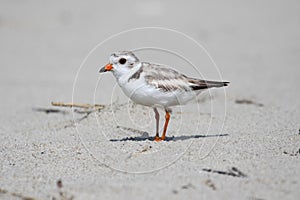 Endangered Piping Plover (Charadrius melodus)