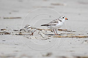 Endangered Piping Plover (Charadrius melodus)