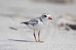 Endangered Piping Plover (Charadrius melodus)