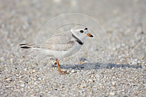 Endangered Piping Plover (Charadrius melodus)