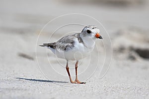 Endangered Piping Plover (Charadrius melodus) photo
