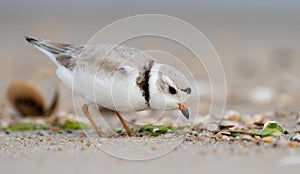 Piping Plover in New Jersey